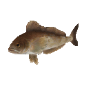 Fish #74 - Okhotsk Atka Mackerel - StreetPass Mii Plaza