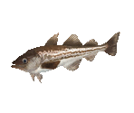 Fish #75 - Alaska Pollack - StreetPass Mii Plaza