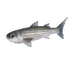 Fish #76 - Flathead Mullet - StreetPass Mii Plaza