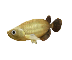 Fish #77 - Northern Barramundi - StreetPass Mii Plaza