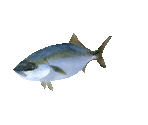 Fish #78 - Yellowtail - StreetPass Mii Plaza