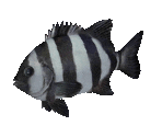 Fish #79 - Barred Knifejaw - StreetPass Mii Plaza
