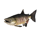 Fish #81 - Chum Salmon - StreetPass Mii Plaza