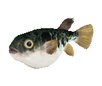 Fish #82 - Tiger Pufferfish - StreetPass Mii Plaza
