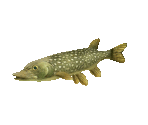 Fish #83 - Pike - StreetPass Mii Plaza
