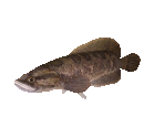 Fish #84 - Snakehead - StreetPass Mii Plaza