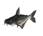 Fish #85 - Iridescent Shark - StreetPass Mii Plaza