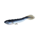 Fish #87 - Eel - StreetPass Mii Plaza
