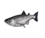 Fish #88 - Chinook Salmon - StreetPass Mii Plaza