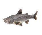 Fish #89 - Lake Trout - StreetPass Mii Plaza