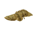 Fish #90 - Saddled Bichir - StreetPass Mii Plaza