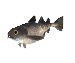 Fish #91 - Pacific Cod - StreetPass Mii Plaza