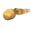 Fish #93 - Common Octopus - StreetPass Mii Plaza