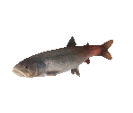 Fish #95 - Taimen - StreetPass Mii Plaza