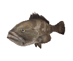 Fish #97 - Longtooth Grouper - StreetPass Mii Plaza