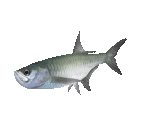 Fish #98 - Tarpon - StreetPass Mii Plaza