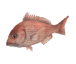 Fish #99 - Red Sea Bream - StreetPass Mii Plaza