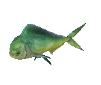 Fish #101 - Mahi-mahi - StreetPass Mii Plaza