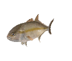 Fish #102 - Amberjack - StreetPass Mii Plaza