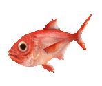 Fish #103 - Splendid Alfonsino - StreetPass Mii Plaza