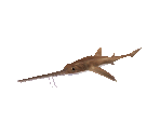Fish #104 - Sawshark - StreetPass Mii Plaza