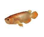Fish #105 - Arowana - StreetPass Mii Plaza