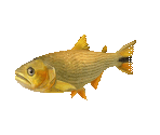 Fish #106 - Dorado - StreetPass Mii Plaza