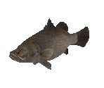 Fish #107 - Nile Perch - StreetPass Mii Plaza