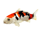 Fish #108 - Koi - StreetPass Mii Plaza