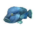 Fish #109 - Humphead Wrasse - StreetPass Mii Plaza