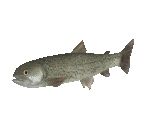 Fish #112 - Stringfish - StreetPass Mii Plaza