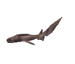 Fish #114 - Frilled Shark - StreetPass Mii Plaza