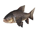 Fish #115 - Gigantic Carp - StreetPass Mii Plaza