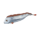 Fish #116 - Mediterranean Dealfish - StreetPass Mii Plaza