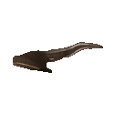 Fish #117 - Gulper Eel - StreetPass Mii Plaza