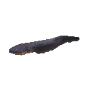 Fish #118 - Electric Eel - StreetPass Mii Plaza