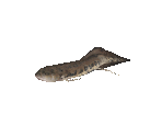Fish #119 - African Lungfish - StreetPass Mii Plaza