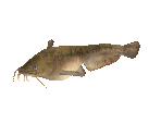 Fish #120 - Wels Catfish - StreetPass Mii Plaza
