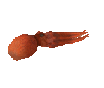Fish #121 - North Pacific Giant Octopus - StreetPass Mii Plaza