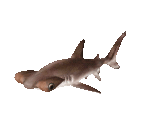 Fish #122 - Scalloped Hammerhead - StreetPass Mii Plaza