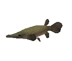 Fish #123 - Alligator Gar - StreetPass Mii Plaza