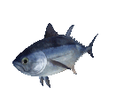 Fish #124 - Bluefin Tuna - StreetPass Mii Plaza
