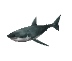 Fish #125 - Great White Shark - StreetPass Mii Plaza