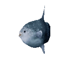 Fish #128 - Sunfish - StreetPass Mii Plaza