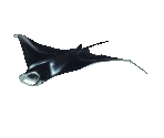 Fish #129 - Manta Ray - StreetPass Mii Plaza