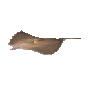 Fish #130 - Giant Freshwater Stingray - StreetPass Mii Plaza