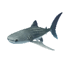 Fish #131 - Whale Shark - StreetPass Mii Plaza