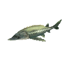 Fish #132 - Beluga - StreetPass Mii Plaza