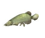 Fish #133 - Arapaima - StreetPass Mii Plaza