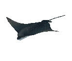 Fish #134 - Spotted Eagle Ray - StreetPass Mii Plaza